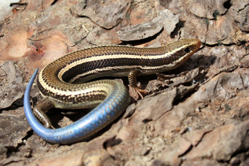 Naklejka premium Western Skink - Plestiodon skiltonianus