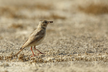 Crested lark with a catch