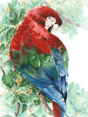Parrot macaw red green blue bird sitting on the tree watercolor painting illustration isolated on white background