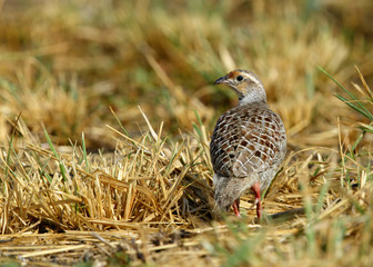 A portrait of Grey francolin