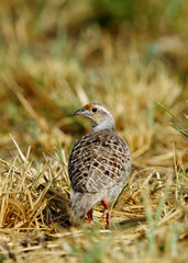 Grey francolin