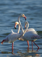 Greater Flamingos at Eker creek, Bahrain 
