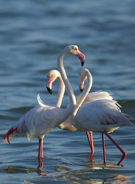 Greater Flamingos at Eker creek, Bahrain 