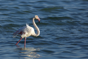 Greater Flamingo, Bahrain 