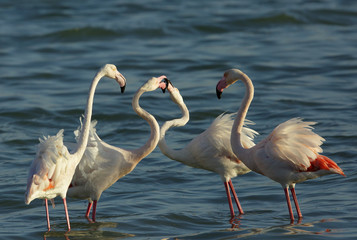 Greater Flamingos in the morning light