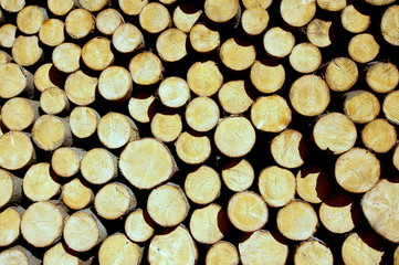 Bele drewna gotowe do tartaku ułożone w lesie - obrazy, fototapety, plakaty