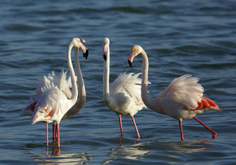 Greater Flamingos at Eker creek, Bahrain 