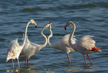 Greater Flamingos friendly fight 