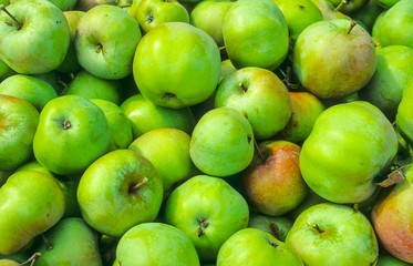 Grüne Bio-Äpfel, frisch gepflückt, Niedersachsen, Deutschland, Europa