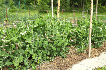 Fototapeta na wymiar Peas grow in summer in the garden under mulch from dry grass. Vegetables are grown in organic farming.