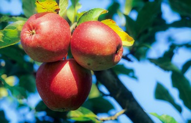 Drei rote Bio-Äpfel hängen in der Herbstsonne am Apfelbaum, Niedersachsen, Deutschland, Europa