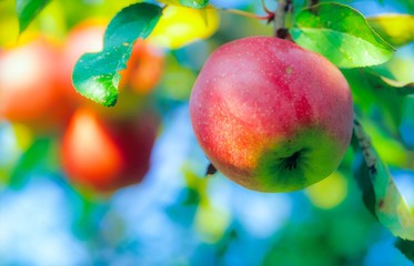 Roter Bio-Apfel hängt in der Herbstsonne am Apfelbaum, Niedersachsen, Deutschland, Europa