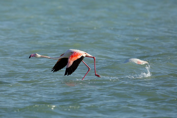 Greater Flamingo flying