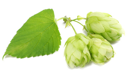 Beer brewing ingredients Hop cones isolated on white background. Beer brewery concept. Beer...