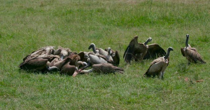Lappet-Faced & Ruppell'S Vultures At Kill