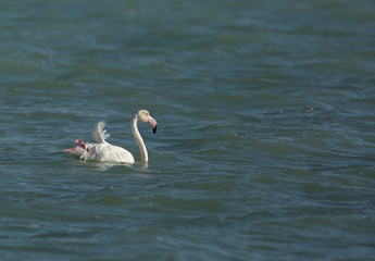 Flamingos are beautiful and gregarious wading birds