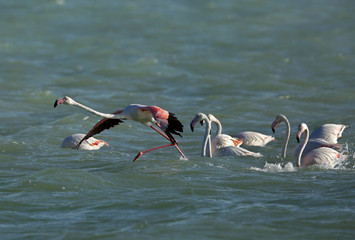 Greater Flamingos at  Eker creek, Bahrain 