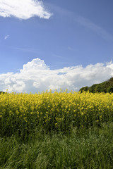 Bluehendes Rapsfeld im Sommer, Flowering rape field in summer