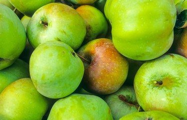 Grüne Bio-Äpfel, frisch gepflückt, Niedersachsen, Deutschland, Europa