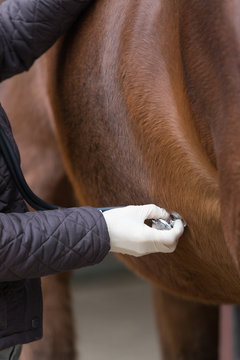 veterinarian checking horse