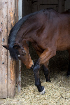 Brown Horse Beauty In Stable