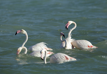 Greater Flamingos at Eker creek , Bahrain