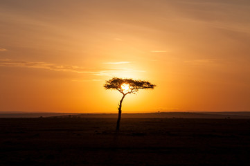 Fototapeta na wymiar Sunrise Acacia Kenya