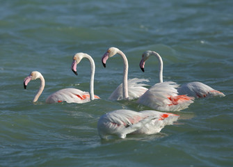 Greater Flamingos  wading at Eker creek , Bahrain