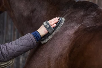 Foto auf Acrylglas grooming horse body © bmf-foto.de