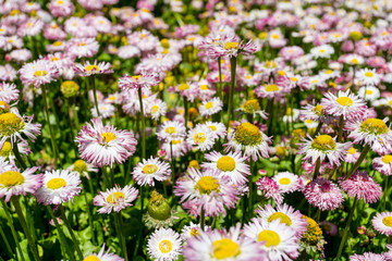 beautiful  flowers in the garden