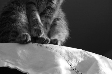 Grey tabby cat paws