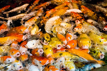 Seamless koi carps. Beautiful golden carps fish swimming