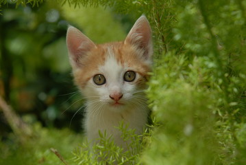 Naklejka na ściany i meble Rothaarige junge Katze im grünem Laub