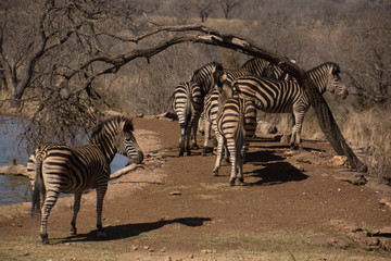 Obraz premium Zebra