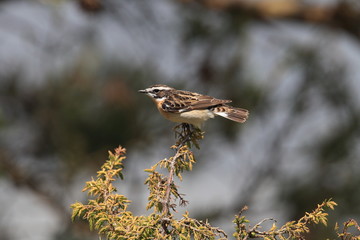 whinchat (Saxicola rubetra) Sweden 