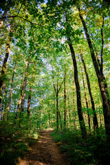beautiful green forest. Forest trail landscape
