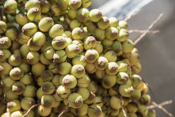 Frutos coquinho tipo licuri ou ouricuri