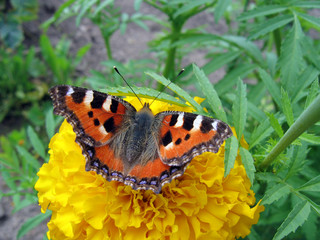 bright-colored insect butterfly on flower bud
