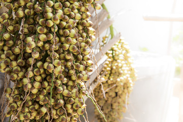 Frutos coquinho tipo licuri ou ouricuri