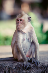 Portrait of  brown macaque monkey sitting on  road