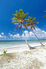 Karibischer Palmenstrand auf der Halbinsel Samaná, Dominikanische Republik