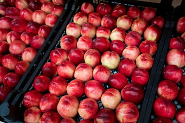 nectarines in the market