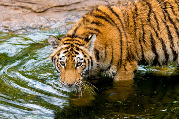 Fototapeta na wymiar beautiful tiger. Panthera tigris