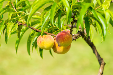 Sweet peach fruits growing on a peach tree branch