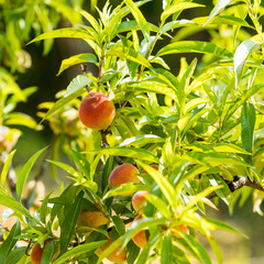 Sweet peach fruits growing on a peach tree branch