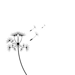 black silhouette with flying dandelion buds on a white background