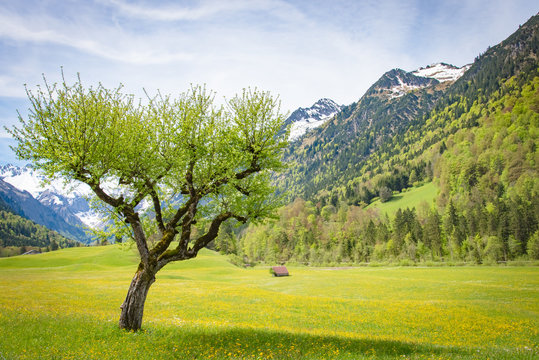 Frühling im Allgäu - alter Apfelbaum auf einer Alpenwiese