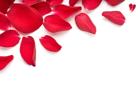 Red rose flower petal banner. Rose petals isolated on a white background.
