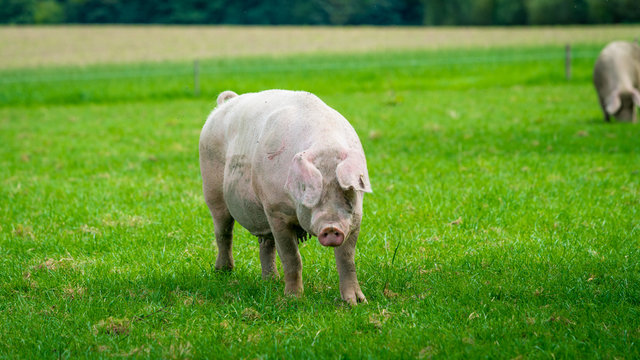 pig running on a green meadow. pig graze on organic bio farm
