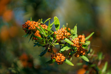 Pyracantha coccinea. berries on a branch